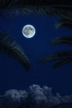 Moon and clouds in the night. Illuminated palm leaves. Moonlight background. Dark blue backdrop.