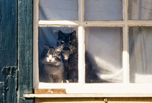Two cats looking through vintage window. Sunny day light on old window. Home concept with cats.
