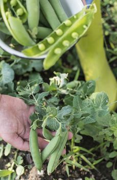 Picking pea plants in a garden. Close up pea beans on daylight. Exterior shot. Organic farm concept. Hands hold pea plant.