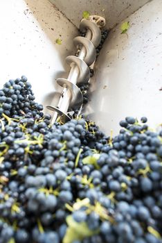 Grape crushing machine in a winery. 