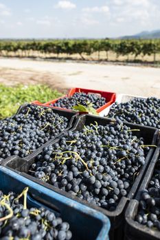 Crates with red grape in a winery