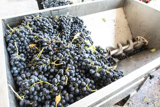 Grape crushing machine in a winery. 