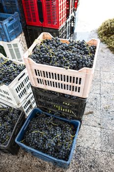 Crates with red grape in a winery