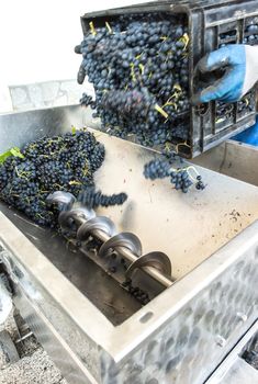 Grape crushing machine in a winery. 