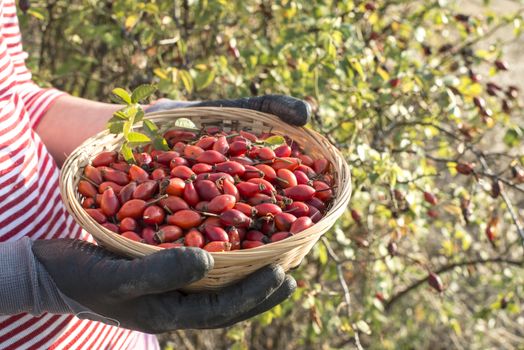 Picking rosehip. Sunset