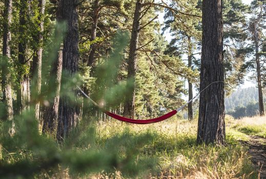 Hammock in the forest.