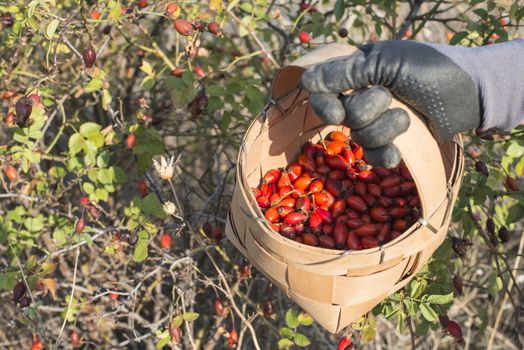 Picking rosehip. Sunset