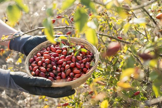 Picking rosehip. Sunset