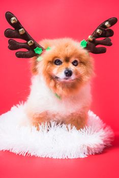 Closeup Chihuahua dog funny portrait in reindeer, christmas deer costume on red background