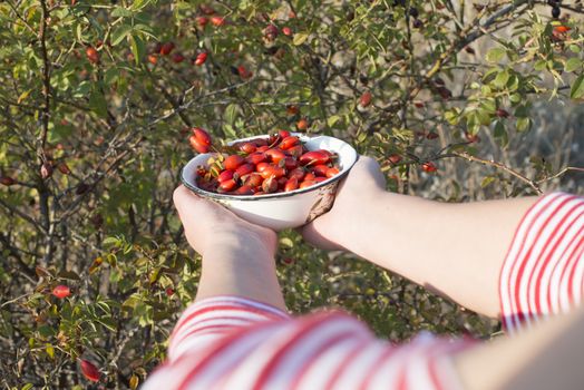 Woman is picking rosehip.