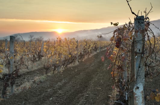 Vineyards on sunrise. Autumn vineyards in the morning. Sunbeams