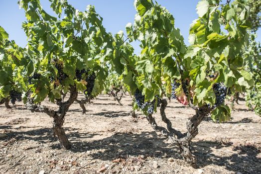 Old vineyards. Sunny day