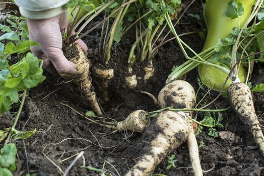 Close up parsnips in the garden. Woman pulls out parsnips. 