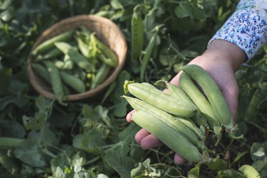 Harvest pea plants in a garden