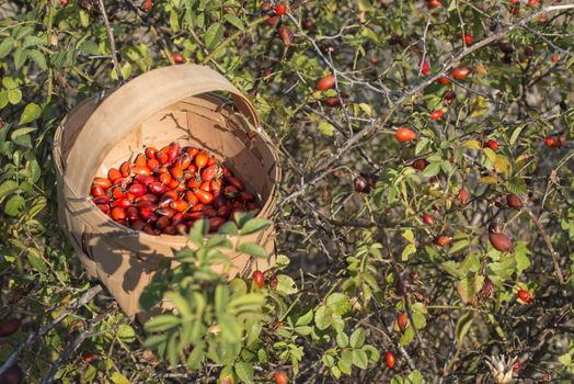 Rosehip in a basket in nature