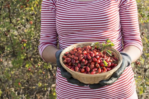 Picking rosehip. Sunset