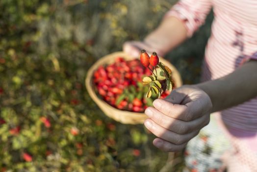 Picking rosehip. Sunset