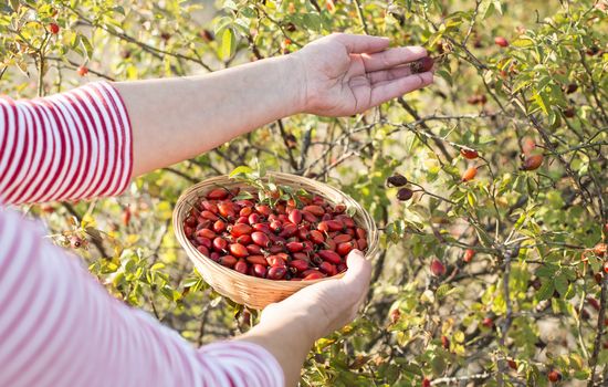 Picking rosehip. Sunset