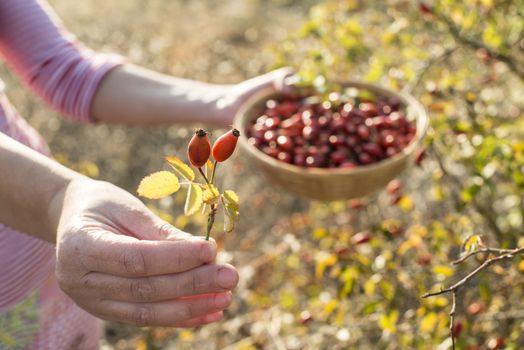 Picking rosehip. Sunset