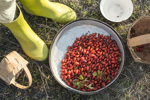 Rosehip in a basket in nature