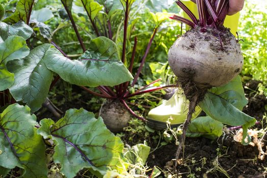 Picking red beets in the garden.