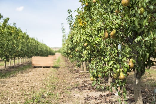 Pears in orchard. Pears trees and a big wooden crate