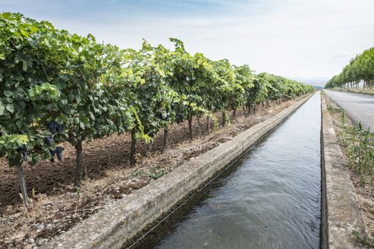 Vineyards and close up irrigation canal.