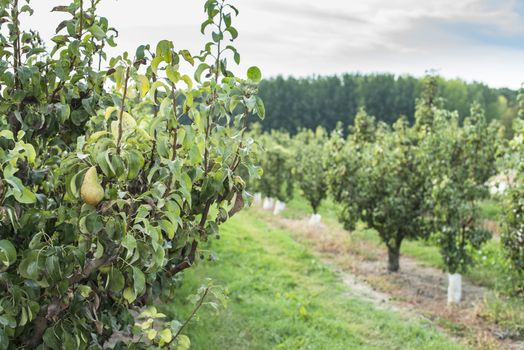 Pears in orchard. Pears trees