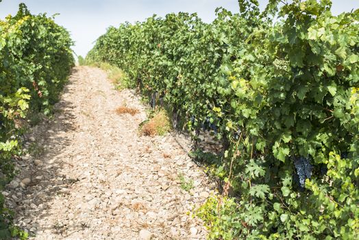 Red wine grapes. Vineyards