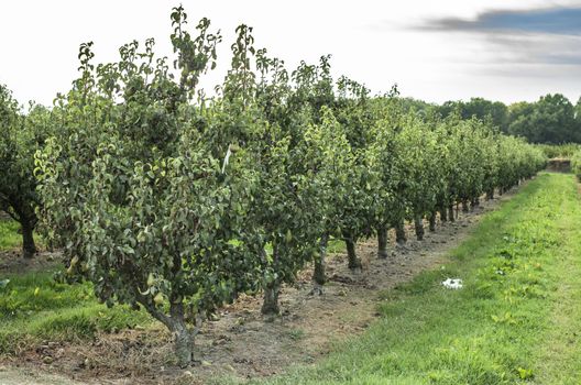 Pears in orchard. Pears trees