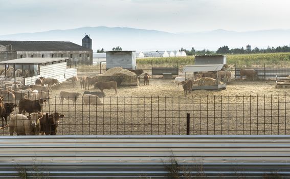 Bulls in a farm. Buildings and fences