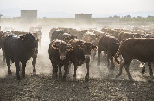 Bulls in a farm. Buildings and fences