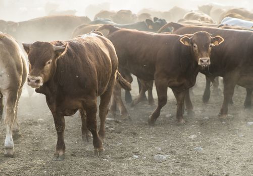 Calves in farm for veal. 