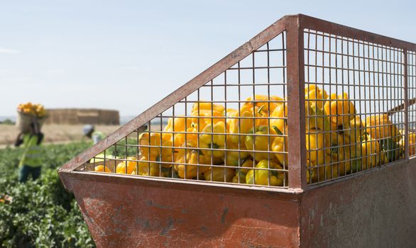 Tractor with trailer picking yellow peppers on the filed.