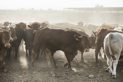 Calves in farm for veal. 