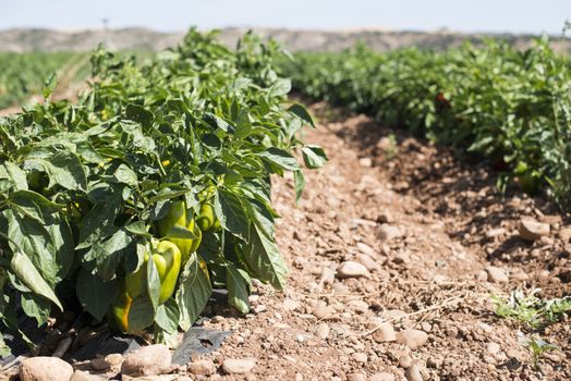 Growing peppers in the field. Close up peppers