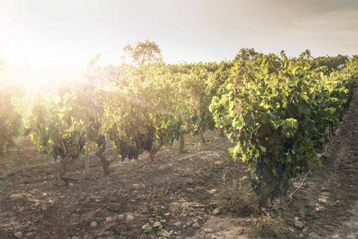 Grapes on sunset. Yellow red sun rays. Backlight sun