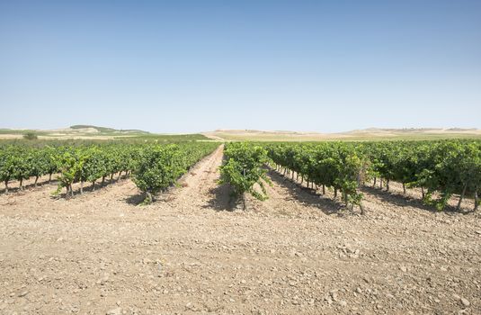 Vine grapes panorama on sunlight