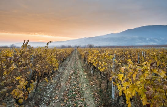 Vineyards on sunrise. Autumn vineyards in the morning. Sunbeams