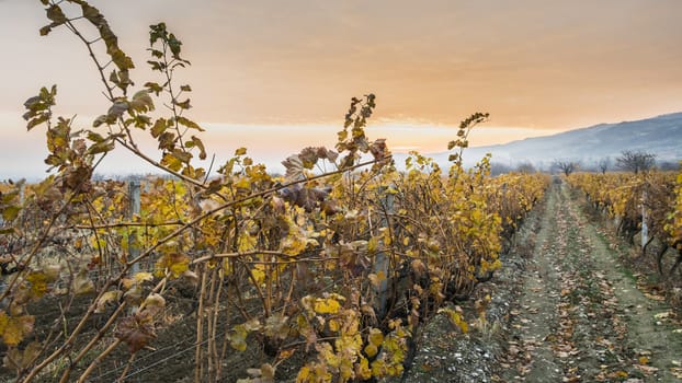 Vineyards on sunrise. Autumn vineyards in the morning. Sunbeams