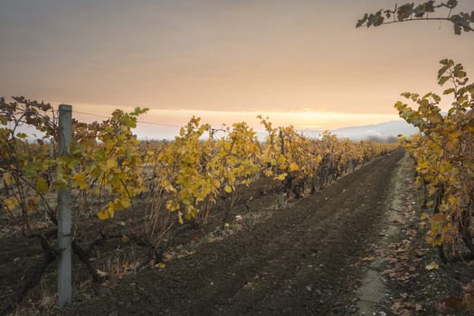 Vineyards on sunrise. Autumn vineyards in the morning. Sunbeams