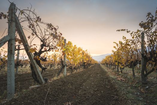 Vineyards on sunrise. Autumn vineyards in the morning. Sunbeams