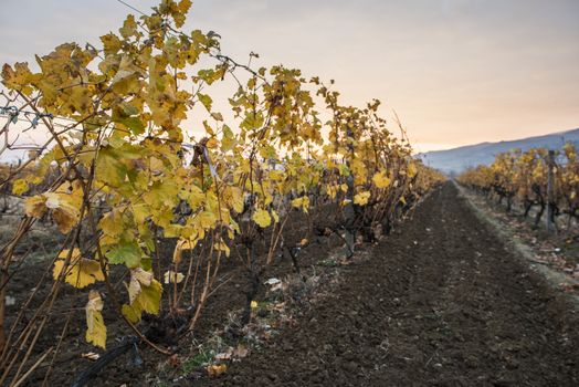 Vineyards on sunrise. Autumn vineyards in the morning. Sunbeams