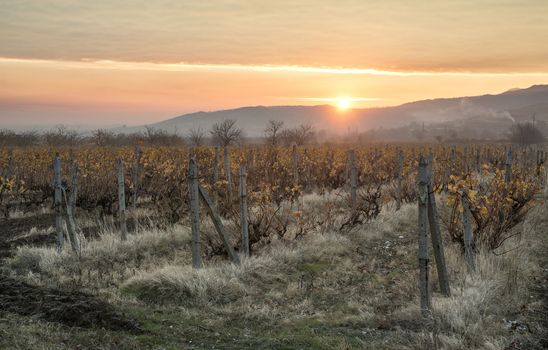 Vineyards on sunrise. Autumn vineyards in the morning. Sunbeams