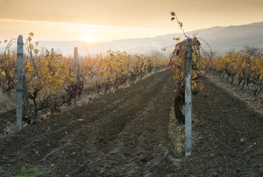 Vineyards on sunrise. Autumn vineyards in the morning. Sunbeams