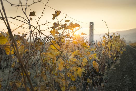 Vineyards on sunrise. Autumn vineyards in the morning. Sunbeams