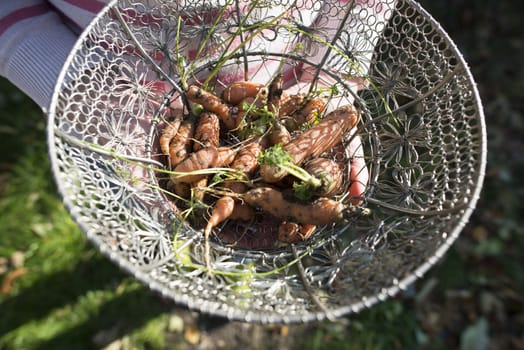 Carrots in metal basket on the garden. Sunny day.