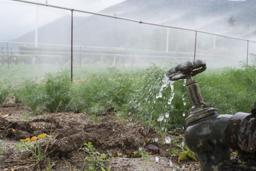 Agriculture pipes and tap water for watering plants