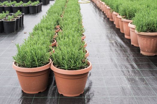 Spice rosemary in a pot in a nursery garden