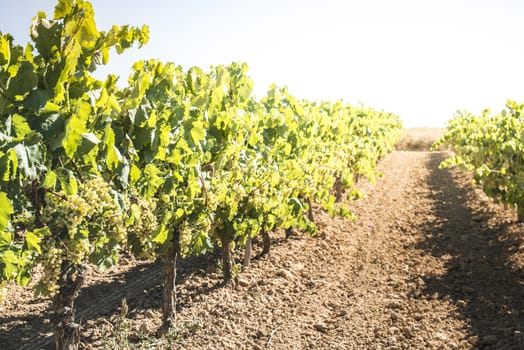 White grape plantations